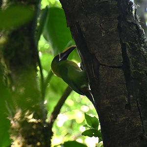Northern emerald toucanet (Aulacorhynchus prasinus)