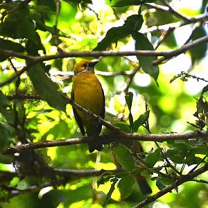 Silver-throated tanager (Tangara icterocephala)