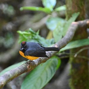 Slate-throated redstart (Myioborus miniatus)