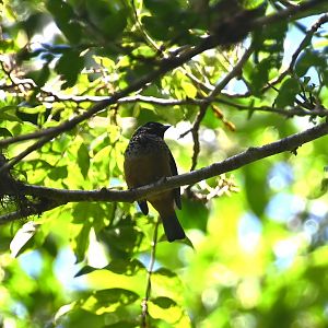 Spangle-cheeked tanager (Tangara dowii)