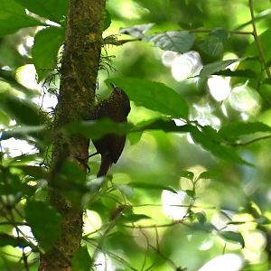 Spotted barbtail (Premnoplex brunnescens)