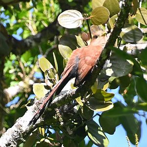 Squirrel cuckoo (Piaya cayana)