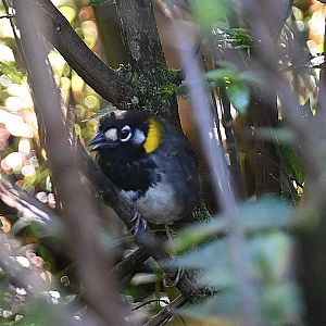 White-eared ground sparrow (Melozone leucotis)