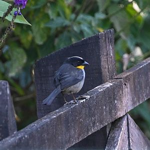 White-naped brushfinch (Atlapetes albinucha)