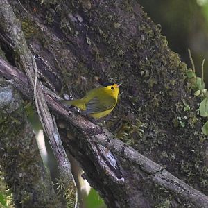Wilson's warbler (Cardellina pusilla)