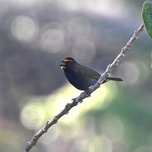 Yellow-faced grassquit (Tiaris olivaceus)