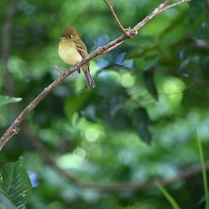 Yellowish flycatcher (Empidonax flavescens)