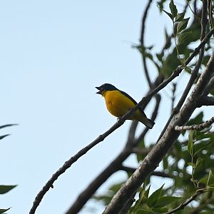 Yellow-throated euphonia (Euphonia hirundinacea)