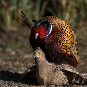 Pheasants (wild) UK