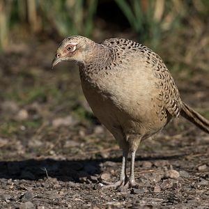 Female pheasant (wild) UK