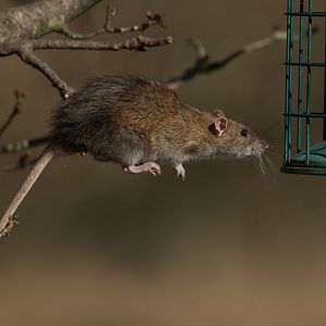 Brown rat (wild) UK