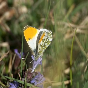 Orange tip butterfly (wild) UK