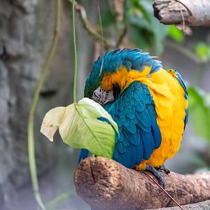Blue and Gold Macaw