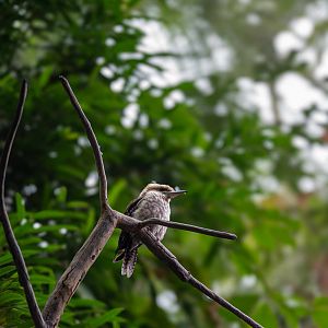 Laughing Kookaburra