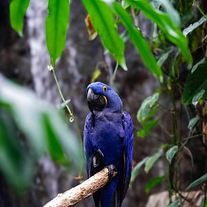 Hyacinth Macaw