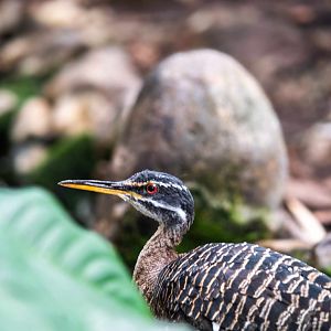 Sunbittern