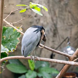 Boat Billed Heron
