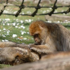 202504 - Barbary macaque