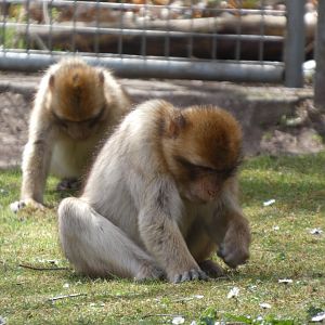 202504 - Barbary macaque