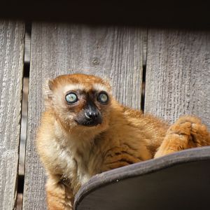 202504 - Blue-eyed black lemur (female)