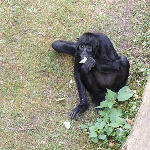 202504 - Black headed spider monkey