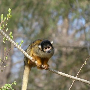 202504 - Black-capped squirrel monkey