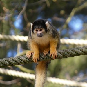 202504 - Black-capped squirrel monkey
