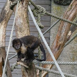 202504 - Golden-bellied capuchin monkey