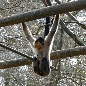 202504 - White-cheeked gibbon, going through colour change