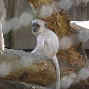 202504 - Northern plains gray langur, young