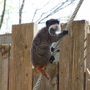 202504 - Emperor tamarin