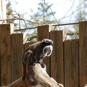 202504 - Emperor tamarin