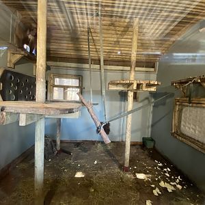 Indoor gelada enclosure