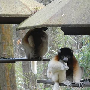 202504 - Crowned sifaka