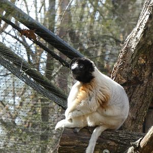 202504 - Crowned sifaka
