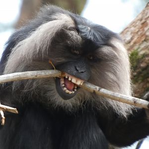202504 - Lion-tailed macaque