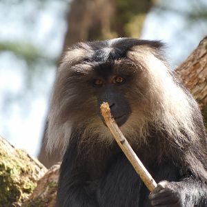 202504 - Lion-tailed macaque