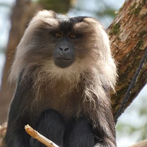 202504 - Lion-tailed macaque