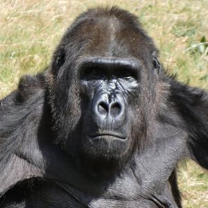 202504 - Western lowland gorilla, eldery female 'Mandji' (50!)