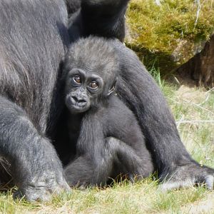 202504 - Western lowland gorilla, young female 'Mizani' (6mo)