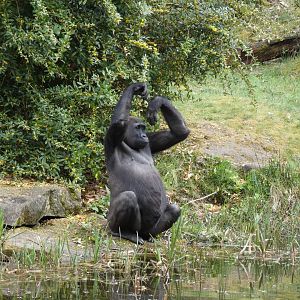 202504 - Western lowland gorilla, adolecent female 'Chama'
