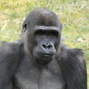 202504 - Western lowland gorilla, adolecent male 'Jabari'