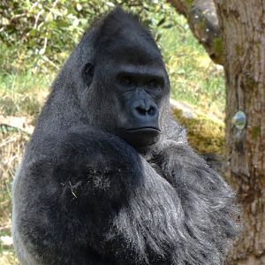 202504 - Western lowland gorilla, adult male Banjoko