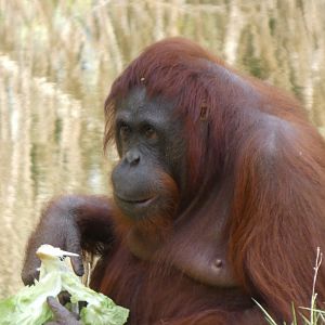 202504 - Bornean orang utan