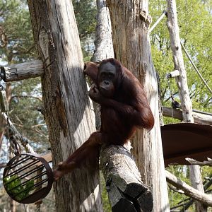 202504 - Bornean orang utan