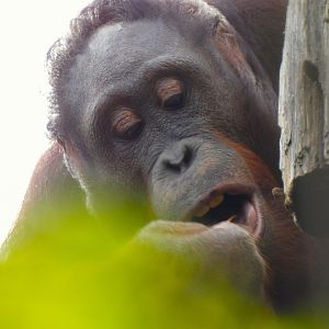 202504 - Bornean orang utan