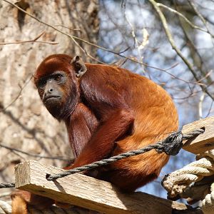 202504 - Colombian red howler, juvenile