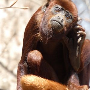 202504 - Colombian red howler monkey, juvenile