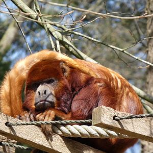 202504 - Colombian red howler monkey