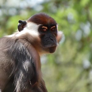 202504 - Collared mangabey